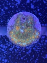 Cached website photo 2