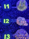 Cached website photo 1