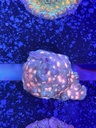 Cached website photo 2
