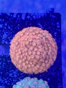 Cached website photo 2