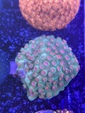 Cached website photo 2