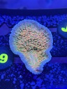 Cached website photo 3