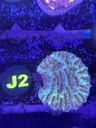 Cached website photo 1