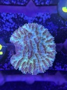 Cached website photo 2