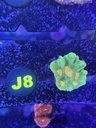 Cached website photo 1
