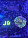 Cached website photo 1