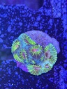 Cached website photo 2