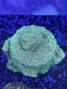 Cached website photo 2