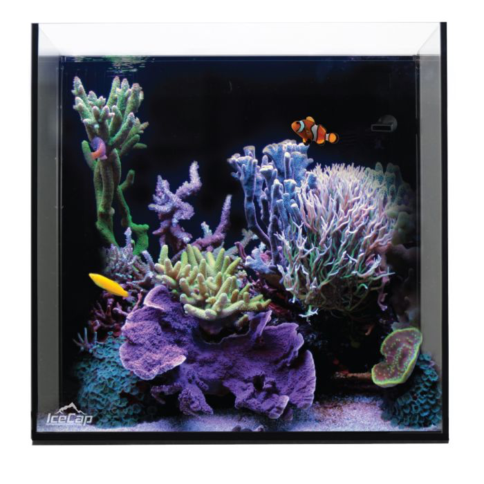 IceCap - 20 Gallon Cube AIO Rimless Glass Aquarium
