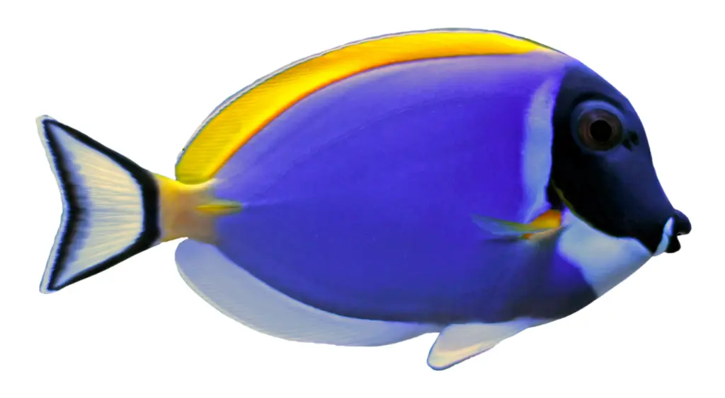 Powder Blue Tang