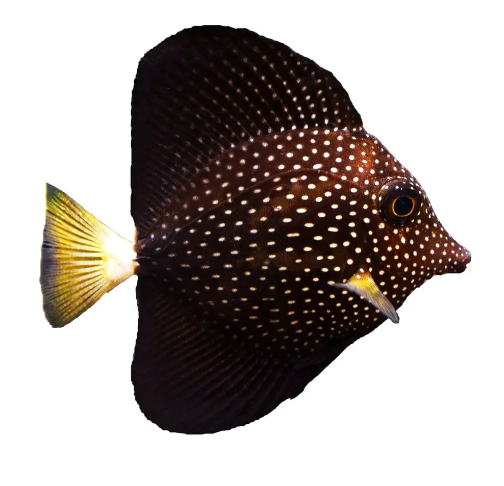 Gem Tang