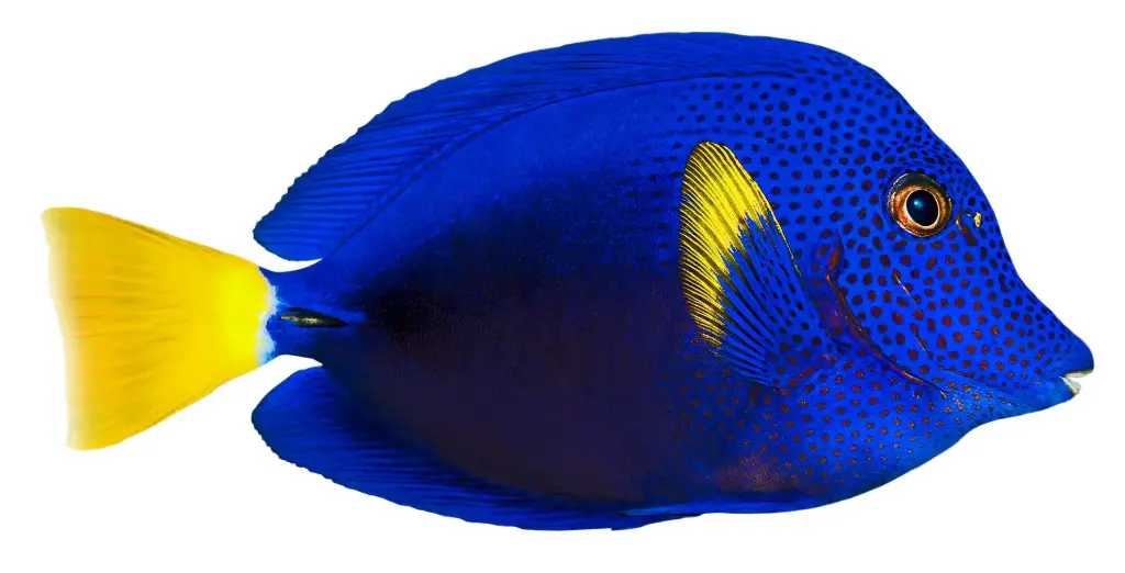 Purple Tang