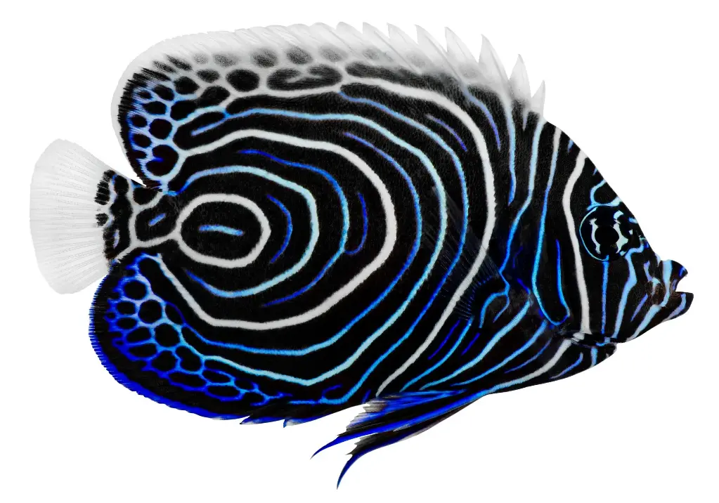 Emperor Angelfish
