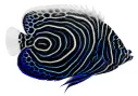 Emperor Angelfish