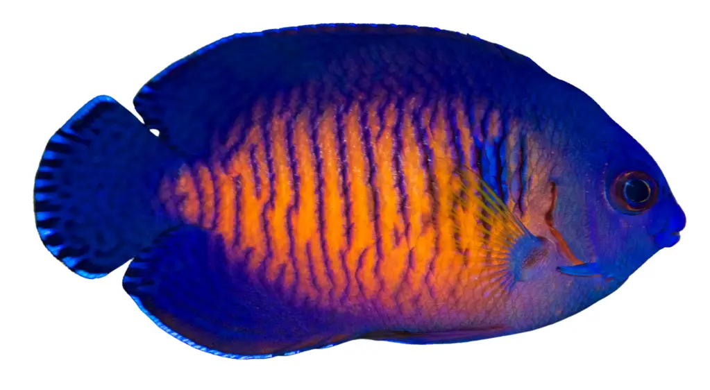Coral Beauty Angelfish