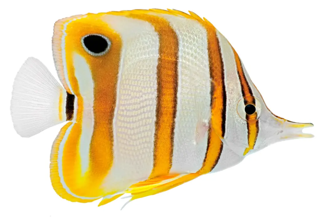 Copperband Butterflyfish