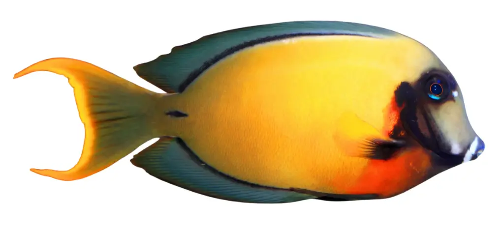 Chocolate Tang