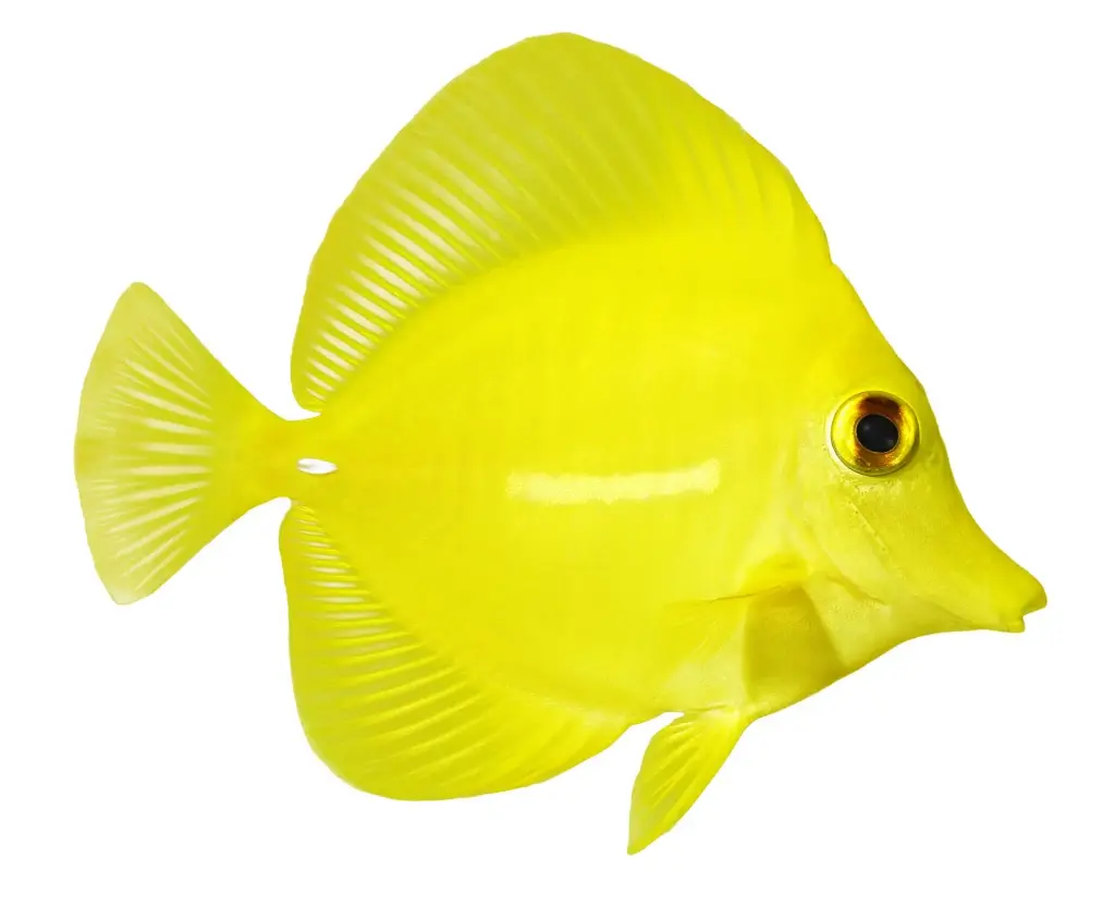 Yellow Tang