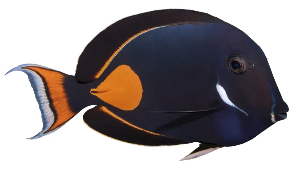 Achilles Tang
