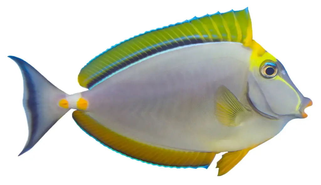 Blonde Naso Tang