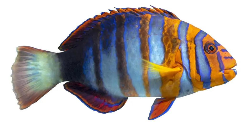 Harlequin Tuskfish