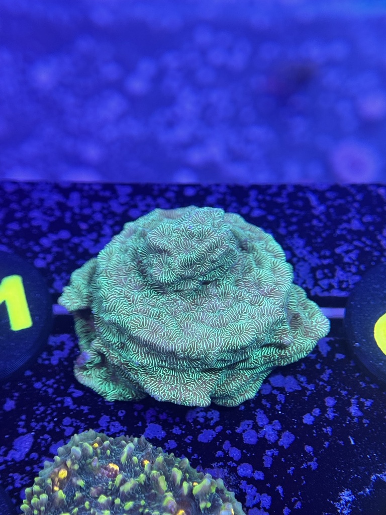 Leptoseris - Neon Green (WYSIWYG)