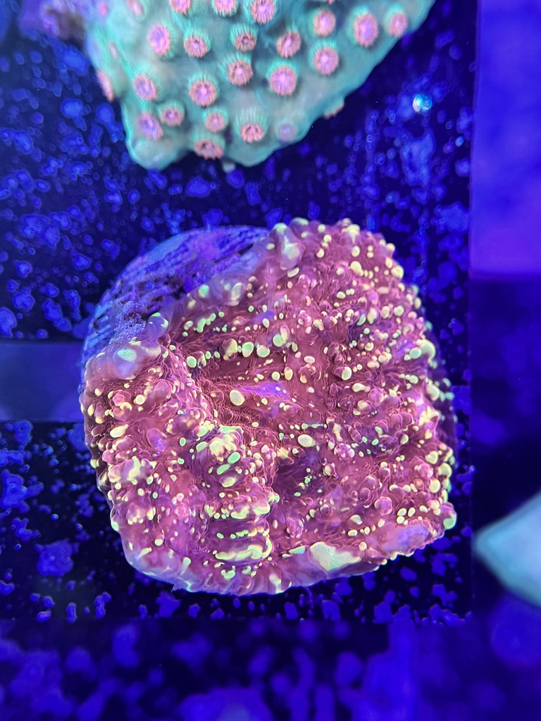Chalice Coral - JF Gold Meister (WYSIWYG)