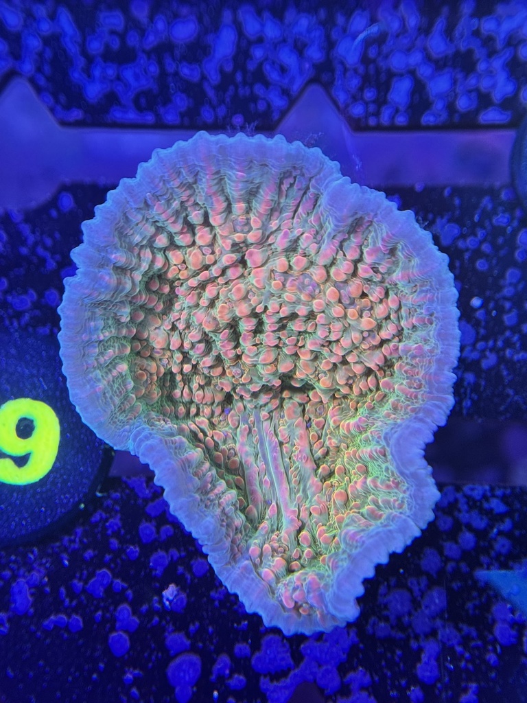 Chalice Coral - Ultra Sherbet (WYSIWYG)