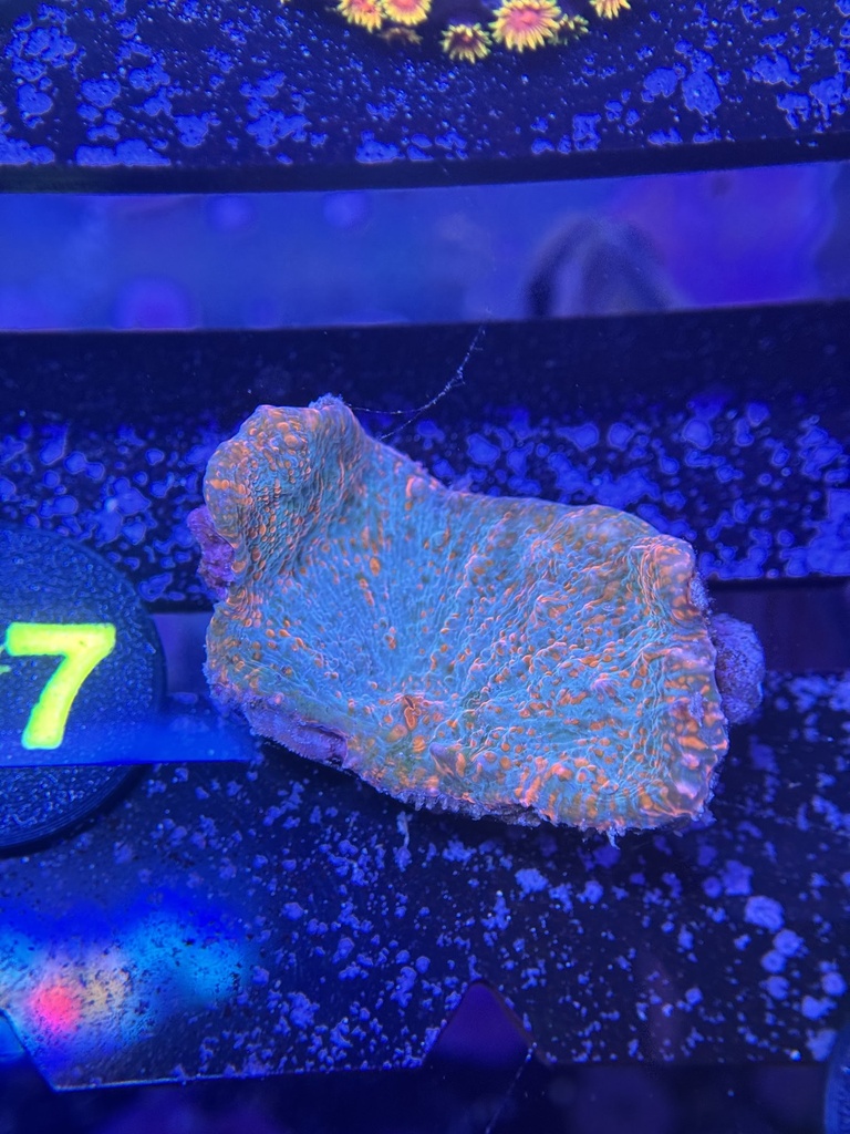 Chalice Coral - Blue/Orange Convict (WYSIWYG)