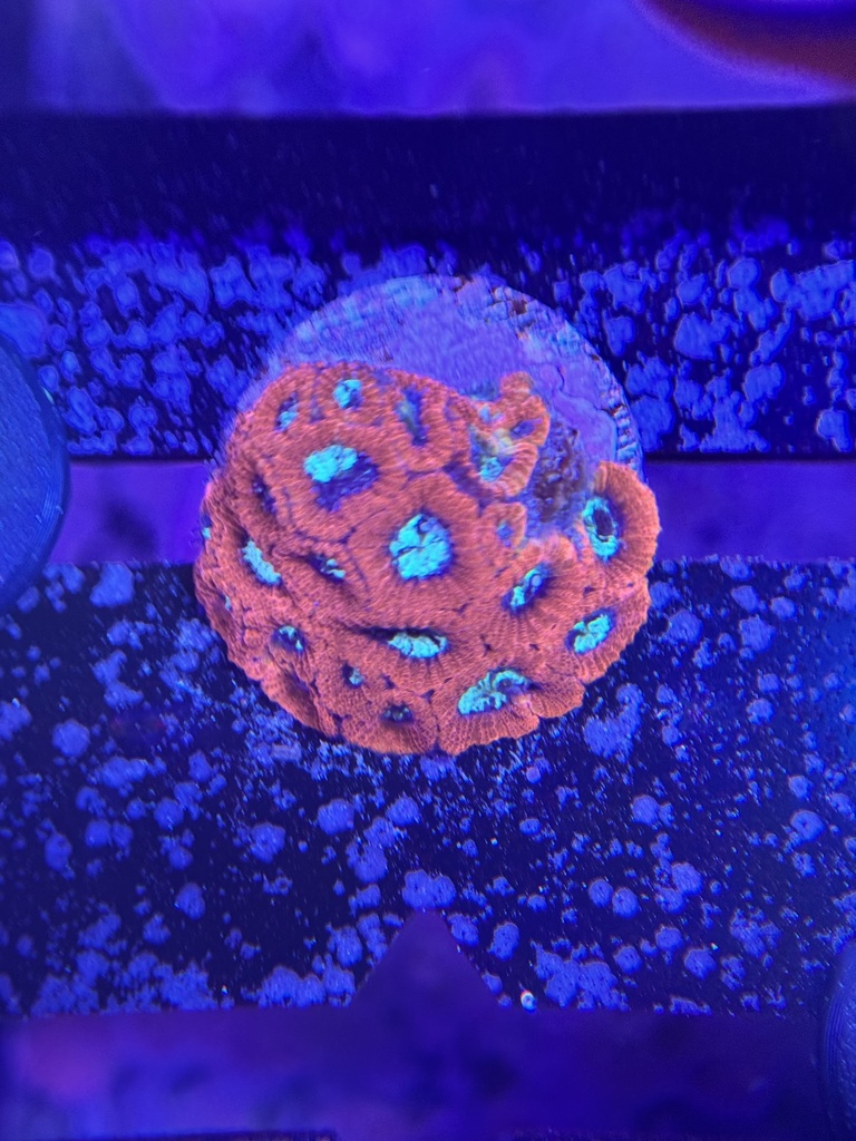 Favia Coral - Fruit Cake (WYSIWYG)