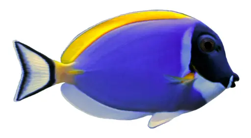 Powder Blue Tang