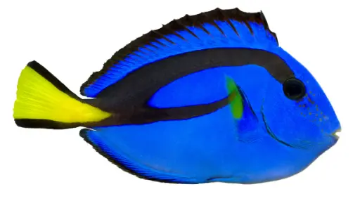 Blue Tang