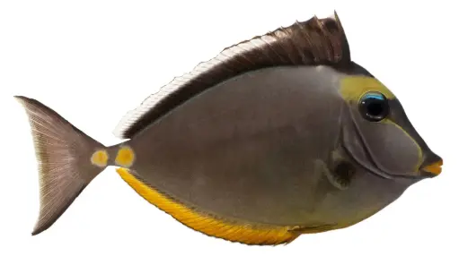 Naso Tang
