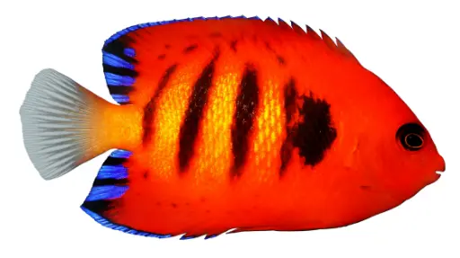 Flame Angelfish