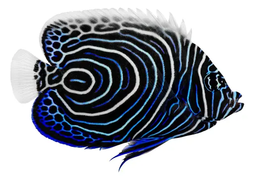 Emperor Angelfish