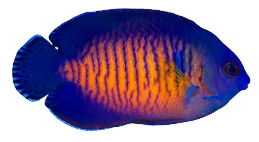 Coral Beauty Angelfish
