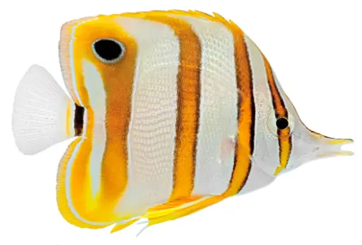 Copperband Butterflyfish