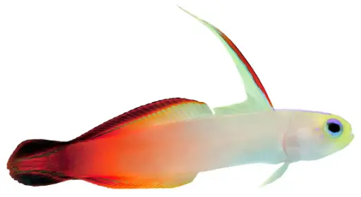 Firefish