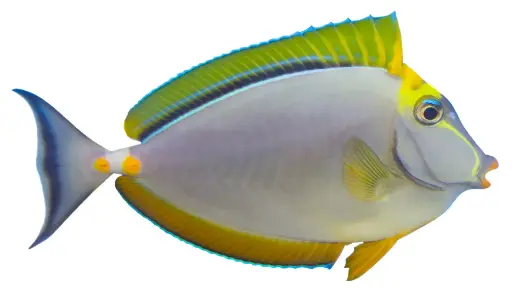 Blonde Naso Tang