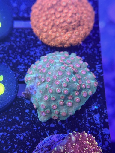 Cyphastrea - Meteor Shower (WYSIWYG)