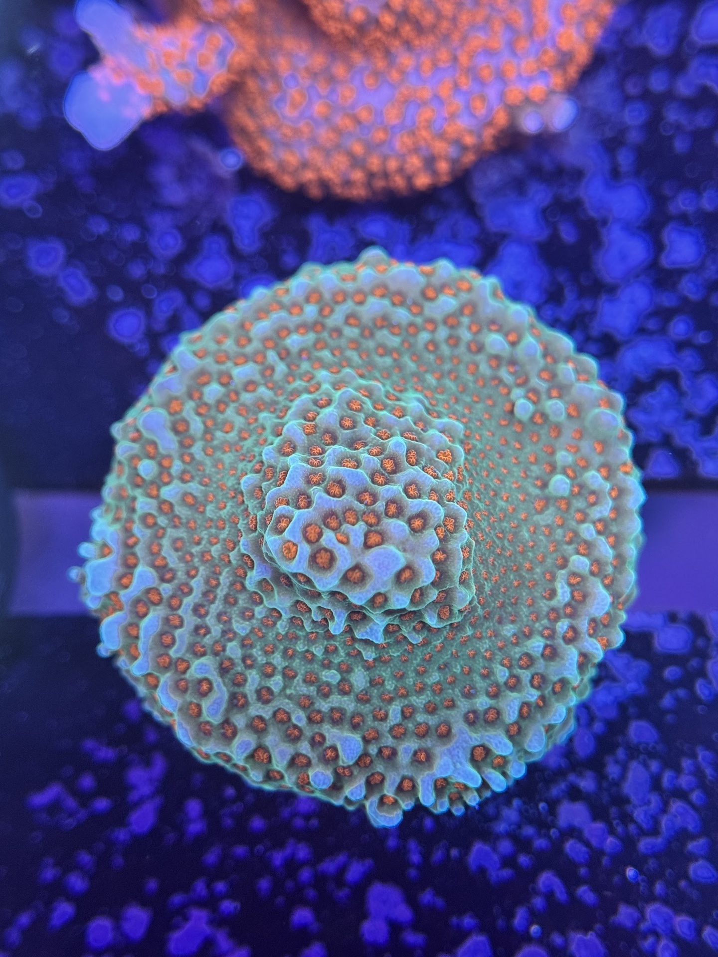 Montipora - Aquaman (WYSIWYG)