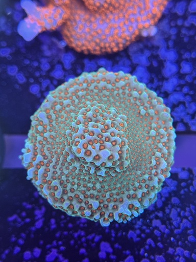 Montipora - Aquaman (WYSIWYG)