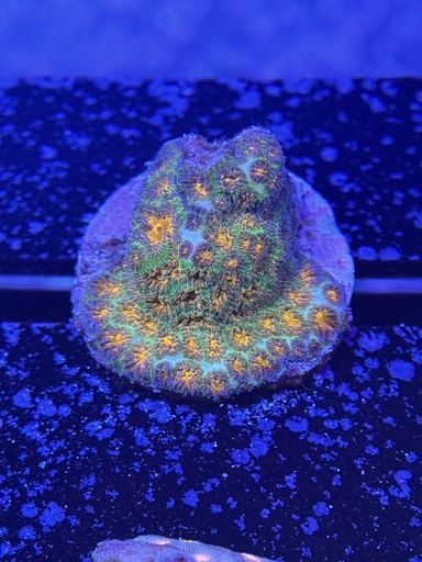 Leptastrea - John Deere (WYSIWYG)