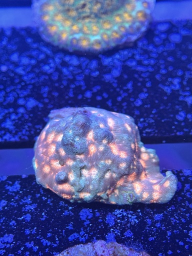 Leptoseris - Pink/Purple (WYSIWYG)
