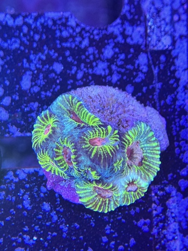 Favia Coral - Mayan Sun (WYSIWYG)