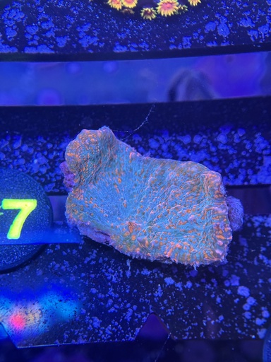 Chalice Coral - Blue/Orange Convict (WYSIWYG)
